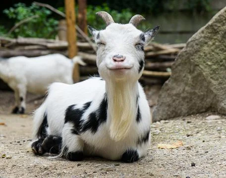 White goat Foto stock