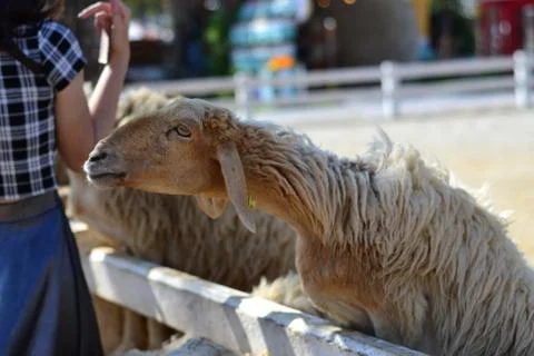White goat Foto stock