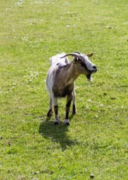 White goat Stock Photos