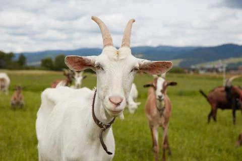 The white goat Stock Photos