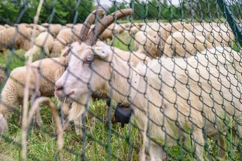 White Goat Stock Photos