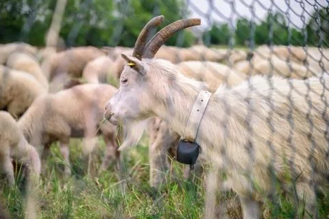 White Goat Stock Photos
