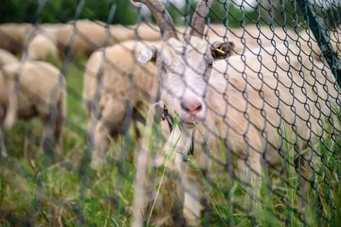White Goat Foto stock