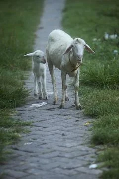White goat Stock Photos