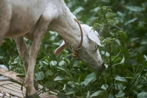 White goat Stock Photos