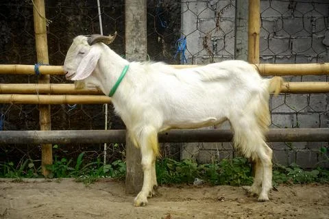 White goat Stock-Fotos