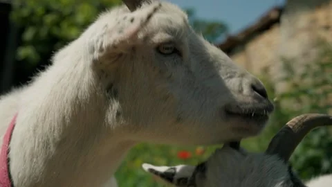 White Goat Profile Head Close Up with Horns in France Vídeo Stock 331335973