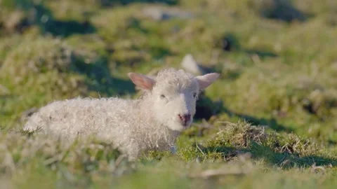 White goat Resting Stock Footage 310855739