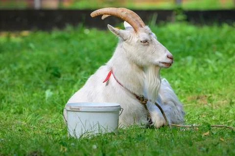 White goat rests on green grass with bucket nearby. Curved horns adorn its .. Stock Photos
