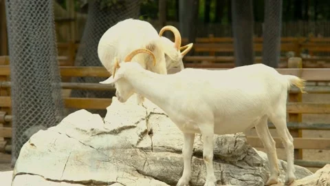 White goat on rock Stock Footage 170178975