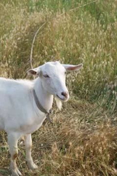 White Goat in Rye Stock-Fotos