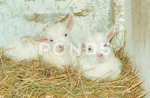 White goat with small kids grazing on the grass. Stock Photos