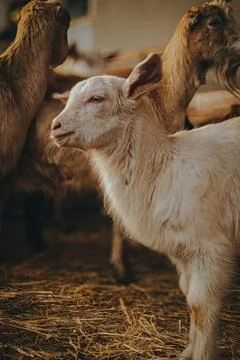 White goat standing in sunlight inside barn Stock Photos