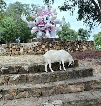 White goat is on the stone steps Stock Photos