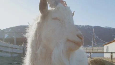 White goat in the sunlight Stock Footage 74079165
