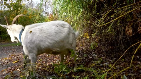 White goat tethered by chain on a leaf-covered path in an autumn forest Stock Footage 340155528