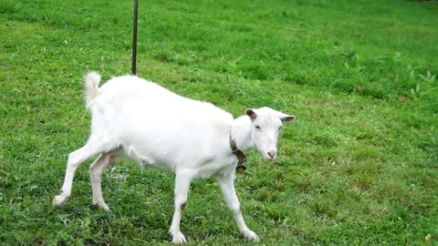 White goat walking on the grass. Stock Footage 75573356
