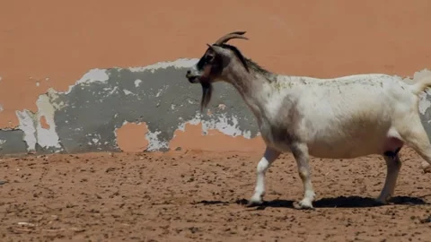 White goat walking on sandy ground near peeling wall Stock Footage 345700899