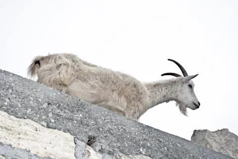 White goat on a wall Stock Photos