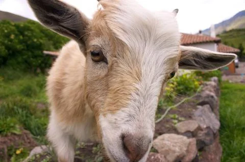 White Goat in Wall Stock Photos