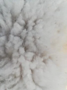 White goat wool Fotos Stock