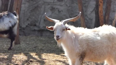 White goat in the zoo Stock Footage 237072559