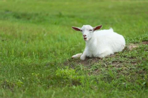White goatling Stock Photos