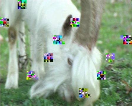 A white goat.mov.GetRight Video stock 88860