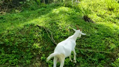White goats crazing on grass on roadside in Trinidad &amp; Tobago, Caribbean Stock Footage 212427659
