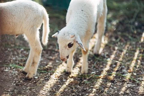 White goats on the farm. Stock Photos