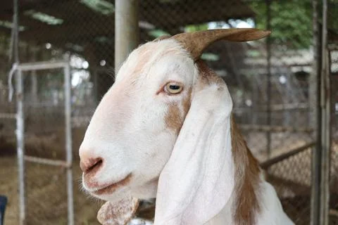 White goat's head. Stock Photos