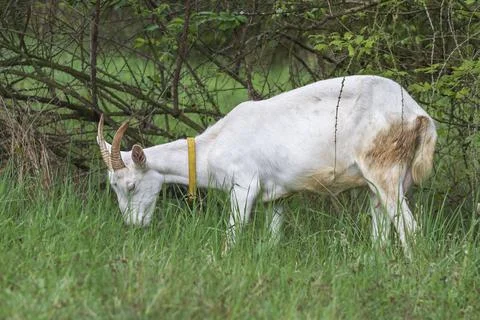 White goats in a meadow bite trees and graze on grass. Foto stock