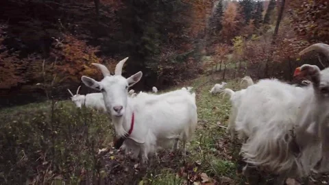 White goats in the mountain 스톡 동영상 69088184