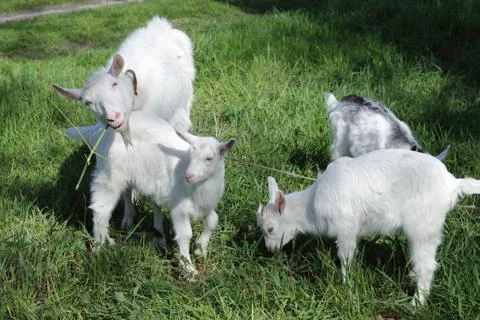 White goats  스톡 사진