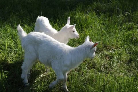White goats  스톡 사진