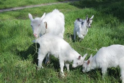 White goats  스톡 사진