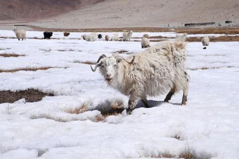 White Goats on snow field Stock Photos