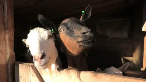 White goats stand in a barn, on a farm, behind a wooden fence, sunny weather day Stock Footage 229737574