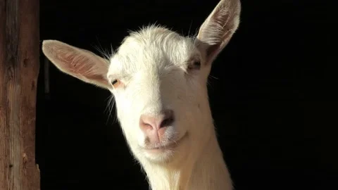 White goats stand in a barn, on a farm, behind a wooden fence, sunny weather day Stock Footage 229737687