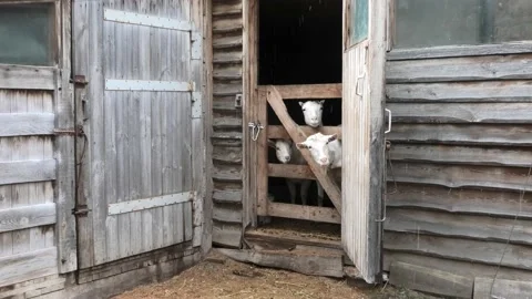 White goats stand in a barn, on a farm, behind a wooden fence, sunny weather day Stock Footage 229738150