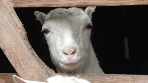 White goats stand in a barn, on a farm, behind a wooden fence, sunny weather day Stock Footage 229738337
