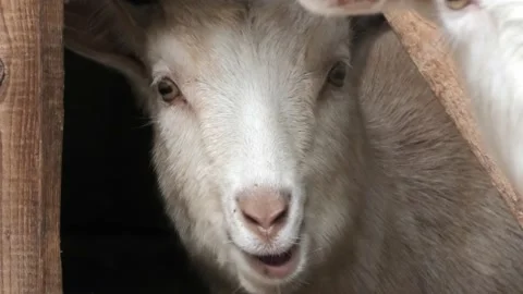White goats stand in a barn, on a farm, behind a wooden fence, sunny weather day Stock Footage 229757631