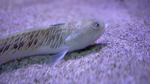 A white Goby fish  Stock Footage 297021471