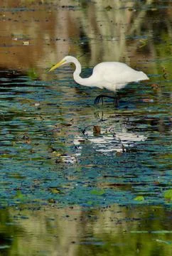 White goddess 库存照片