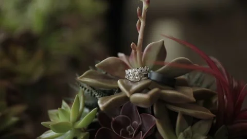 The white gold ring of the bride and black ring of the groom lies on Succulents Stock Footage 173074683