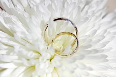 White gold wedding rings on a delicate white chrysanthemum flower Foto stock