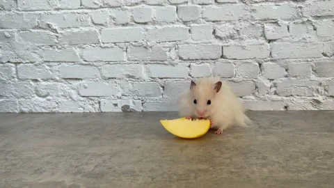 White golden hamster eats piece of apple on the table Stock Footage 170852723
