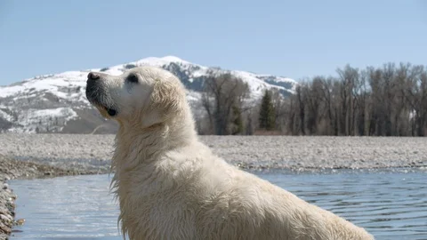 White Golden playing by river Stock Footage 129209146
