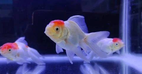 White goldfish. Stock Photos