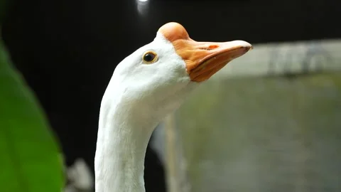 White Goose Alert Looking Around In Rural Garden 4K Stock-Footage 322147270